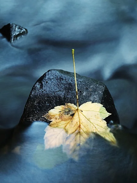 The colorful broken maple leaf. Fallen leaf on sunken basalt stone in blurred water of mountain stream. — Stock Photo, Image