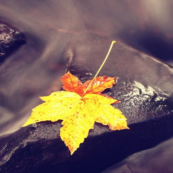 The colorful broken maple leaf. Fallen leaf on sunken basalt stone in blurred water of mountain stream. — Stock Photo, Image