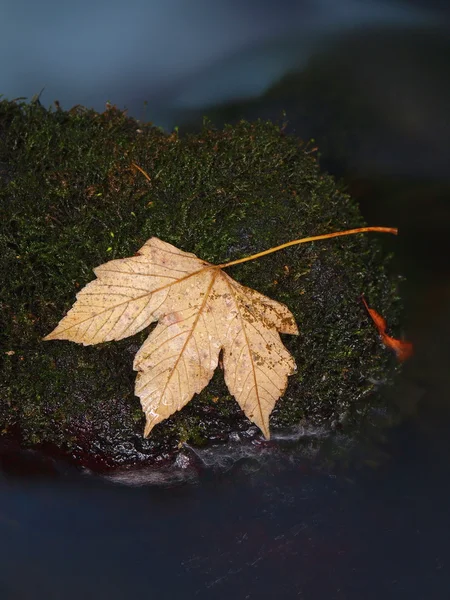 The colorful broken maple leaf. Fallen leaf on sunken basalt stone in blurred water of mountain stream. — Stock Photo, Image