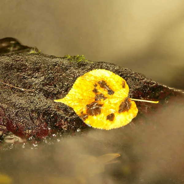 Foglia di ontano bagnato giallo rotto nel ruscello. Foglia caduta su pietra basaltica affondata in rapide sfocate di torrente di montagna . — Foto Stock