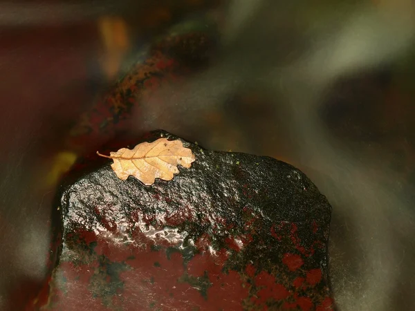 干燥的橡树叶躺在湿的玄武岩石板上的急流中。石头和色彩鲜艳的秋叶. — 图库照片