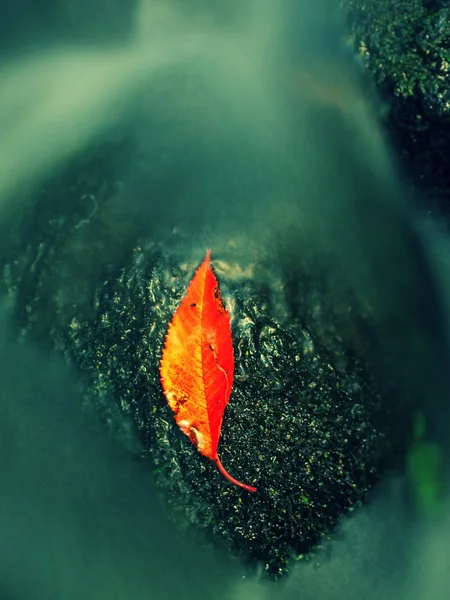 Autumn colorful wild cherry leaves laying on wet basalt mossy rock. Stones and colorful autumn leaves. — Stock Photo, Image