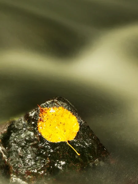 Den gula trasiga alder bladen. fallit blad på sjunkna basalt sten i suddig forsar av fjällbäck. — Stockfoto
