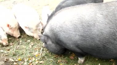 Piglet genç pink ve eski kahverengi domuz taze yeşil çim çayır üzerinde otlatma vardır