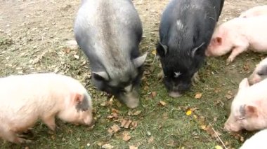 Piglet genç pink ve eski kahverengi domuz taze yeşil çim çayır üzerinde otlatma vardır