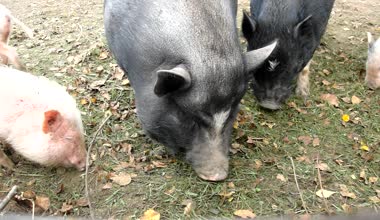 Piglet genç pink ve eski kahverengi domuz taze yeşil çim çayır üzerinde otlatma vardır