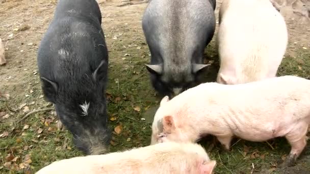 Jovem leitão rosa e velhos porcos marrons estão pastando frescos esmagados pumkins e grama verde em argila seca na fazenda — Vídeo de Stock