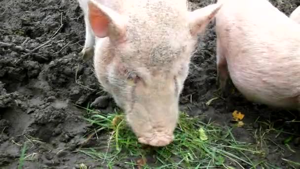 Joven lechón rosa y viejos cerdos marrones están pastando aplastando calabazas — Vídeo de stock