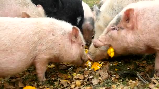 Jovem leitão rosa e velhos porcos marrons estão pastando grama verde fresca no prado — Vídeo de Stock