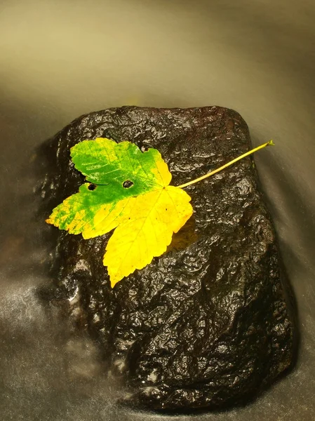 Żółty liść klonu zielony śmierć w strumieniu. Jesień Rozbitek na mokro omszałych kamień w zimnej wodzie niewyraźne rzeki górskie. — Zdjęcie stockowe