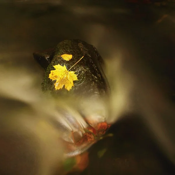 Folha de bordo laranja escura podre em córrego ondulado de água fria. Tema do outono . — Fotografia de Stock