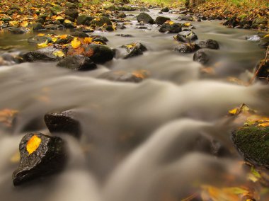 Mountain river with low level of water, gravel with first colorful leaves. Mossy rocks and boulders on river bank, green fern, fresh green leaves on trees.