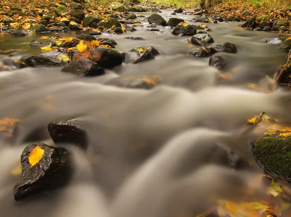 Rio da montanha com baixo nível de água, cascalho com as primeiras folhas coloridas. Pedras musgosas e pedras na margem do rio, samambaia verde, folhas verdes frescas em árvores . — Fotografia de Stock