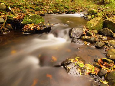Mountain river with low level of water, gravel with first colorful leaves. Mossy rocks and boulders on river bank, green fern, fresh green leaves on trees.