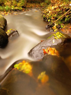 Mountain river with low level of water, gravel with first colorful leaves. Mossy rocks and boulders on river bank, green fern, fresh green leaves on trees.