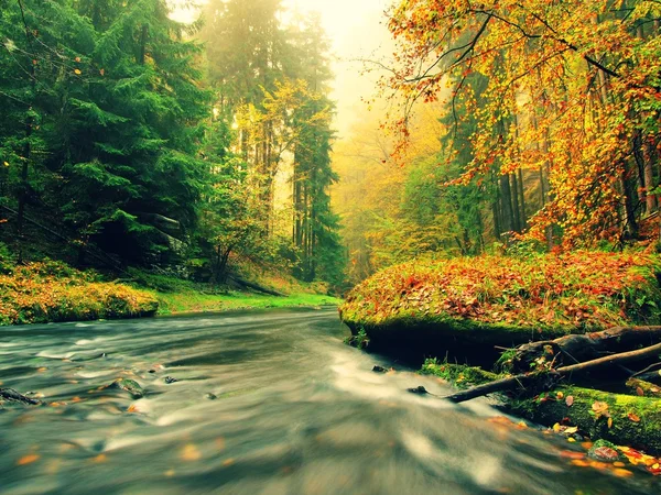 Stony bank of autumn mountain river covered by orange beech leaves. Fresh green leaves on branches above water make colorful reflection in level — Stock Photo, Image