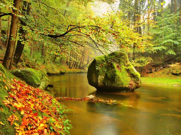 Banco pedregoso de otoño río de montaña cubierto por hojas de haya naranja. Las hojas verdes frescas en las ramas sobre el agua hacen reflejo colorido en nivel — Foto de Stock