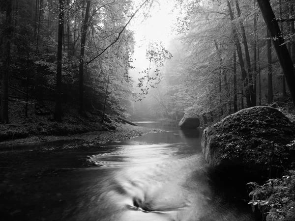 Wald am Ufer des herbstlichen Gebirgsflusses, der von orangefarbenen Buchenblättern bedeckt ist. Verbogene Äste über dem Wasser. Schwarz-Weiß-Foto. — Stockfoto