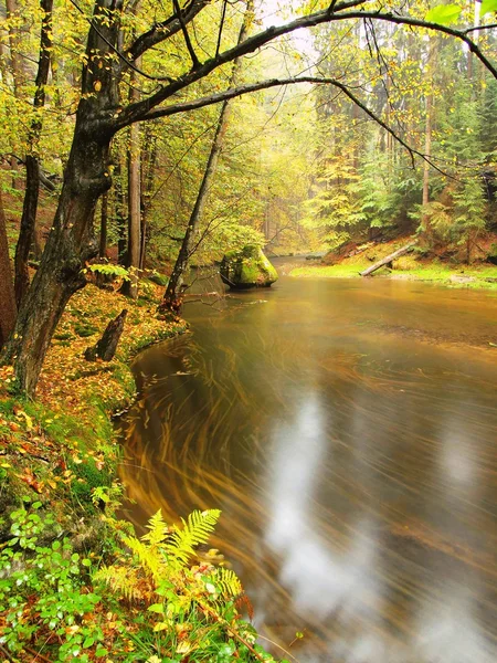 Stony bank of autumn mountain river covered by orange beech leaves. Fresh green leaves on branches above water make colorful reflection in level — Stock Photo, Image