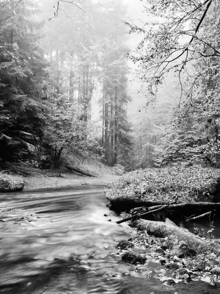 Forest on bank of autumn mountain river covered by orange beech leaves. Bended  branches above water. Black and white photo. — Stock Photo, Image