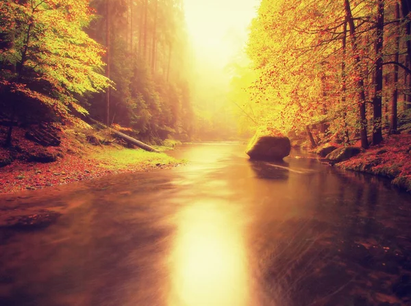 Banco pedregoso de otoño río de montaña cubierto por hojas de haya naranja. Las hojas verdes frescas en las ramas sobre el agua hacen reflejo colorido en nivel — Foto de Stock