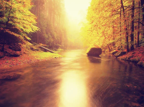 Stony bank of autumn mountain river covered by orange beech leaves. Fresh green leaves on branches above water make colorful reflection in level — Stock Photo, Image