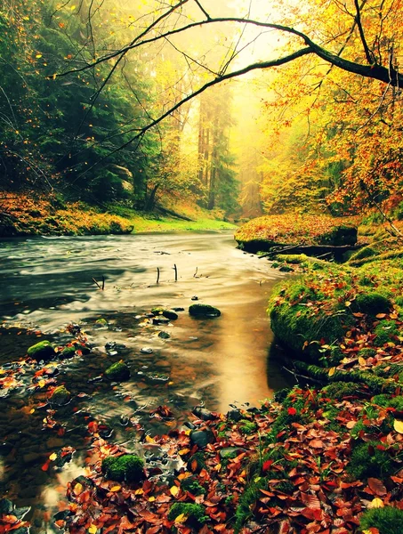 Stony bank of autumn mountain river covered by orange beech leaves. Fresh green leaves on branches above water make colorful reflection in level — Stock Photo, Image