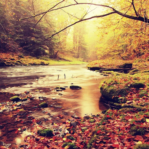 Pôr do sol acima do rio da montanha coberto por folhas de faia vívidas. As folhas frescas em ramos acima da água fazem a reflexão — Fotografia de Stock