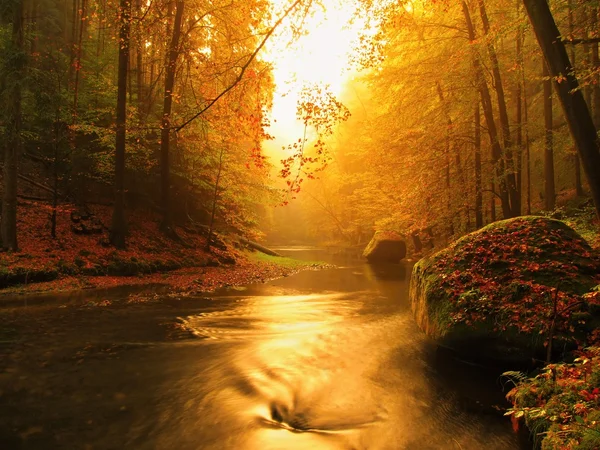 Banco pedregoso de otoño río de montaña cubierto por hojas de haya naranja. Las hojas verdes frescas en las ramas sobre el agua hacen reflejo colorido en nivel — Foto de Stock