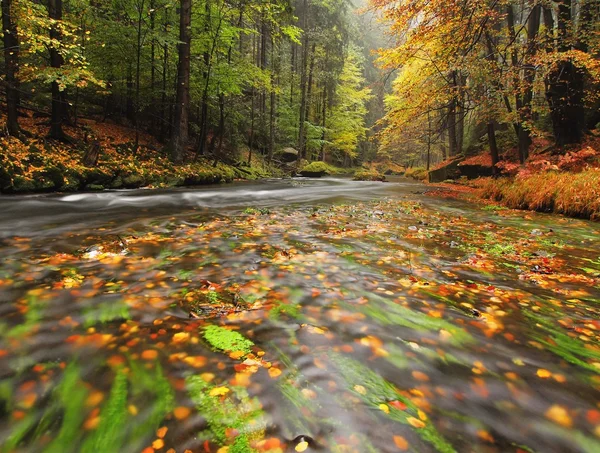 石质银行秋季山区河流由橙色山毛榉的叶子。新鲜的绿色叶子，露出水面的树枝上使反射出五颜六色在水平 — 图库照片