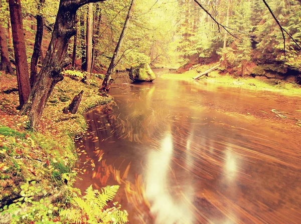 Каменный берег осенней горной реки, покрытой оранжевыми листьями бука. Свежие зеленые листья на ветвях над водой создают красочное отражение на уровне — стоковое фото