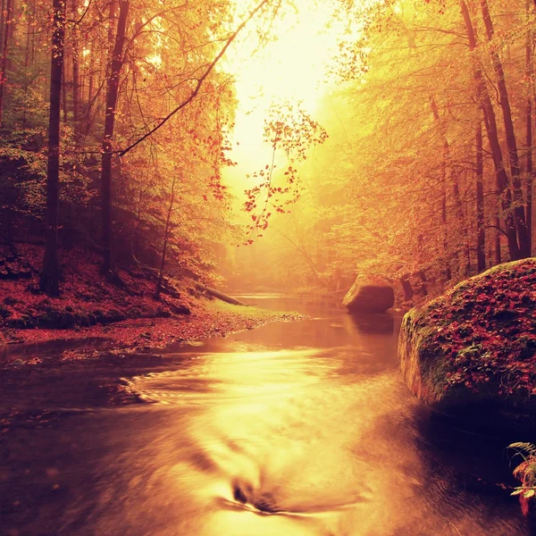 Banco pedregoso de rio de montanha de outono coberto por folhas de faia cor de laranja. Folhas verdes frescas em ramos acima da água fazem reflexão colorida no nível — Fotografia de Stock