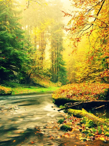 Sunset above mountain river covered by vivid beech leaves. Fresh leaves on branches above water make reflection — Stock Photo, Image