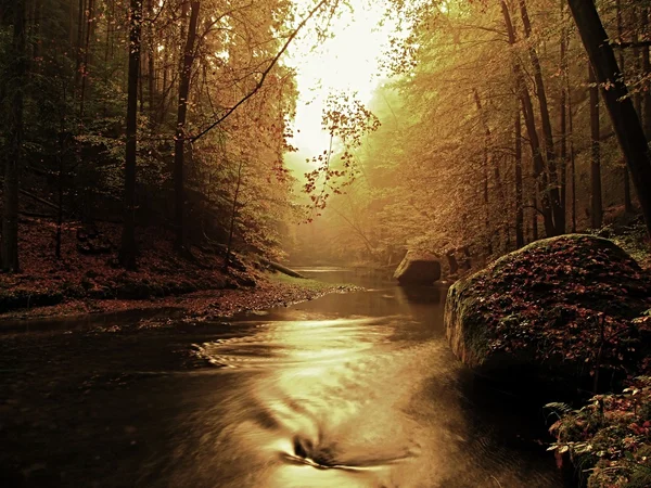 Tramonto sopra il fiume di montagna coperto da foglie di faggio arancione. Le foglie fresche sui rami sopra l'acqua fanno riflettere — Foto Stock