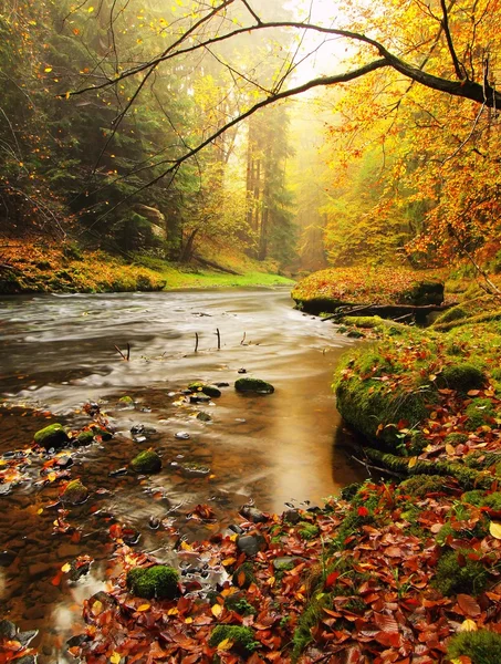Coucher de soleil rêveur au-dessus de la montagne dans la forêt d'automne. Brume colorée entre les arbres sur les rives de la rivière . Images De Stock Libres De Droits