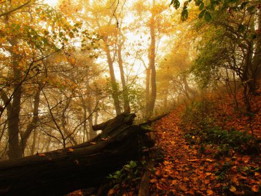 Bırak orman sonbahar siste. Az daha kıvrık kayın ve maples ağaçlar sis altında bırakır. Yağmurlu bir gün.