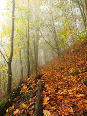 Bırak orman sonbahar siste. Az daha kıvrık kayın ve maples ağaçlar sis altında bırakır. Yağmurlu bir gün.