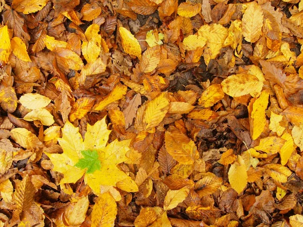 Otoño parque de tierra con hojas de la muerte, hoja de arce colorido en hojas de haya naranja . — Foto de Stock
