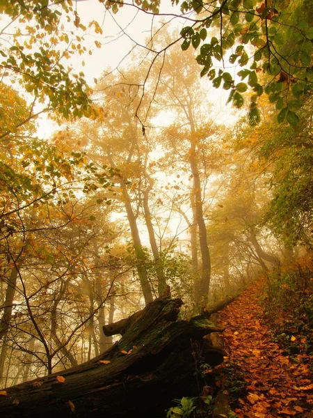 Nebbia di autunno in foresta di congedo. Faggio curvato e aceri con meno foglie sotto la nebbia. Giorno di pioggia . — Foto Stock