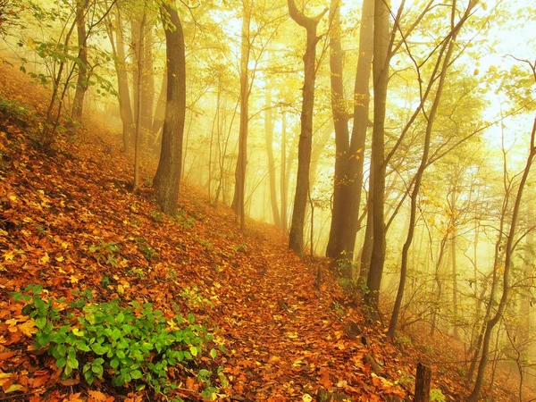 Niebla otoñal en bosque de hojas. Árboles doblados de haya y arces con menos hojas bajo niebla. Día lluvioso . — Foto de Stock