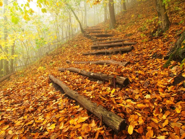 Holzstammtreppen im Herbstwald, touristischer Fußweg. — Stockfoto