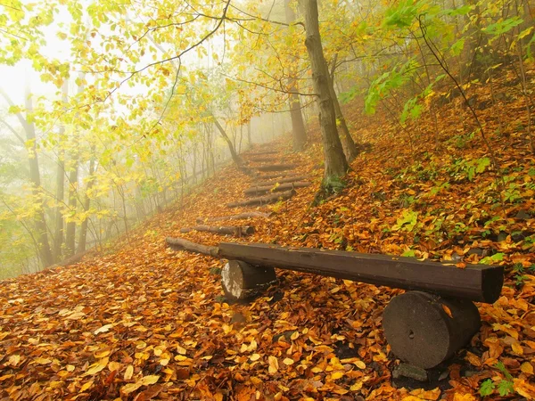 Höstens dimmiga och soliga gryningen på bokskogen, gamla övergivna bänken nedanför träden. Fog mellan beech grenar utan blad. — Stockfoto