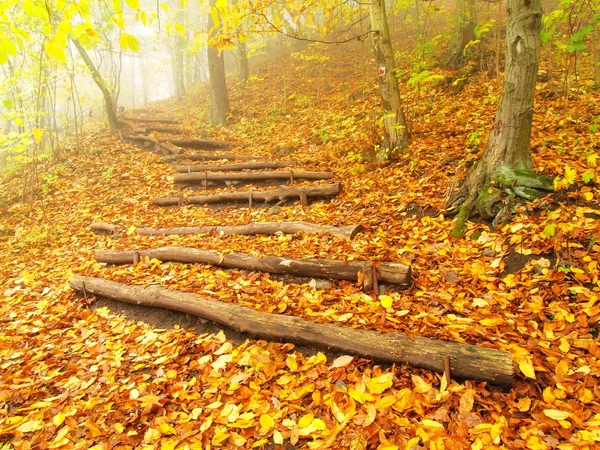 Houten romp stappen in herfst bos, toeristische voetpad. — Stockfoto