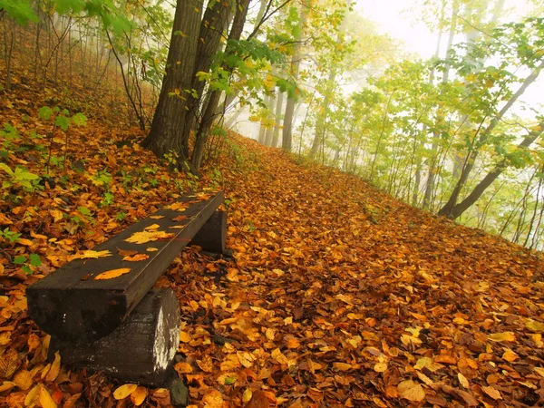 The autumn misty and sunny daybreak at beech forest, old abandoned bench below trees. Fog between beech branches without leaves. — Stock Photo, Image