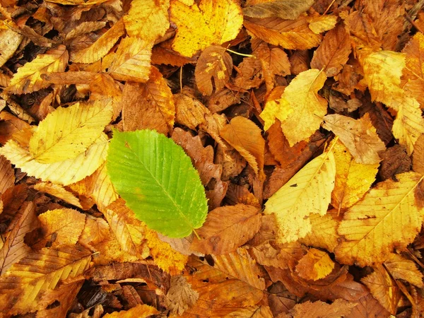 Autumn park ground with death leaves, colorful maple leaf on orange beeches leaves. — Stock Photo, Image