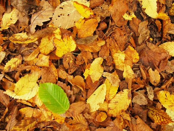 Autunno parco terra con foglie autunnali, foglia d'acero colorato su foglie di faggio arancione . — Foto Stock