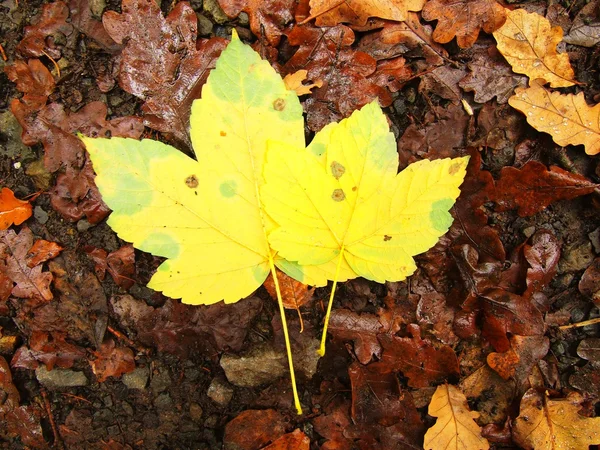 Otoño parque suelo con hojas de otoño, una hoja de arce de colores grandes en hojas de hayas de color naranja podrido . —  Fotos de Stock