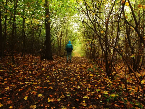 Homem caminhando na floresta nebulosa escura no outono — Fotografia de Stock