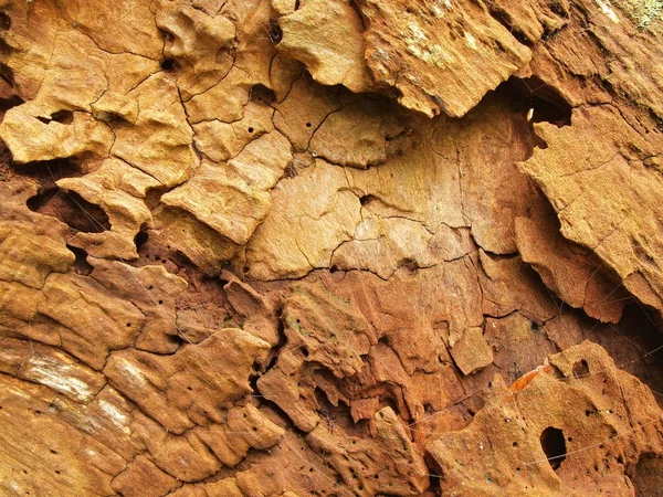 Madera podrida. Árbol caído con marcas de ataque criptogámico por insectos y hongos destructores de madera —  Fotos de Stock