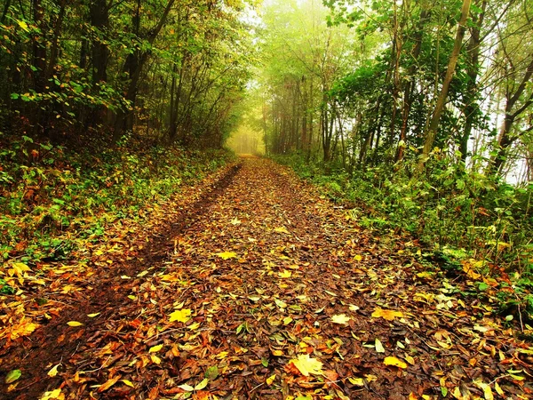 Autumn mist in leave forest. Bended beech and maples trees with less leaves under fog. Rainy day. — Stock Photo, Image